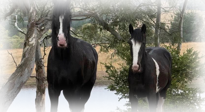 Horses High Quality